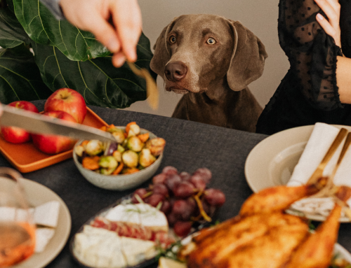 Thanksgiving Foods Pets Should Avoid