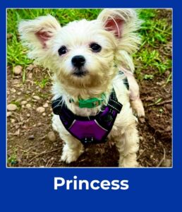 Princess, April 2026 Pet of the Month winner at The Pet Clinic
