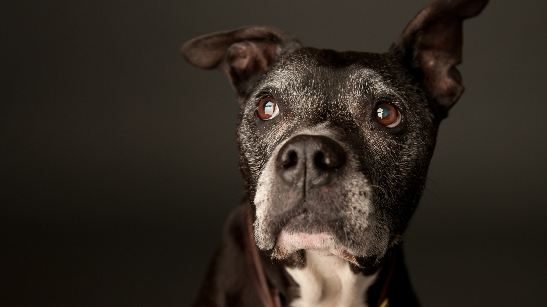 dog arthritis