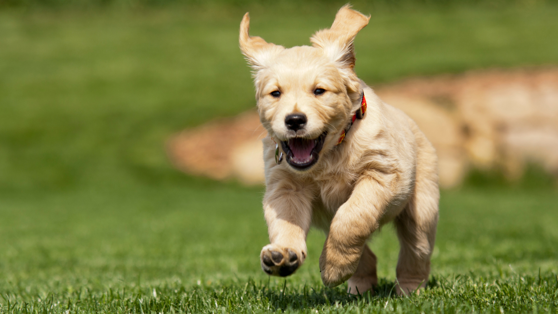 puppy outside