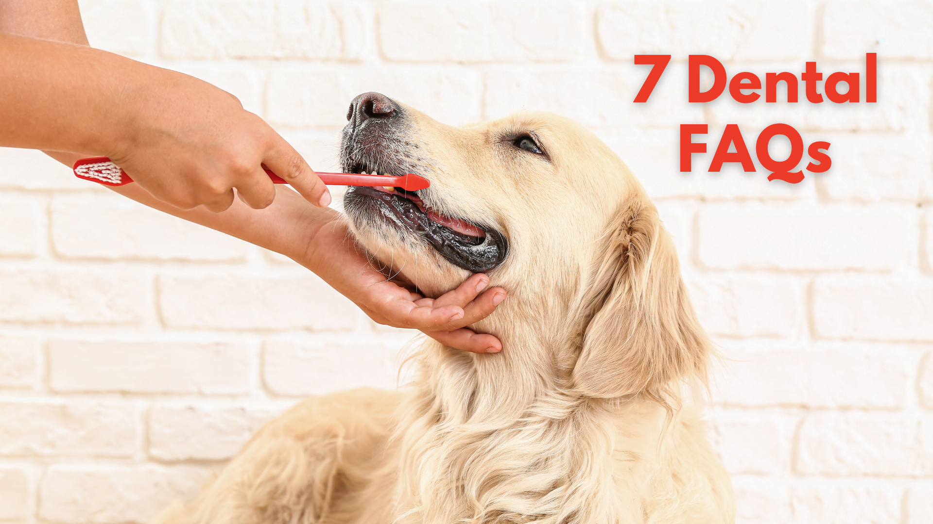 dog dental questions
