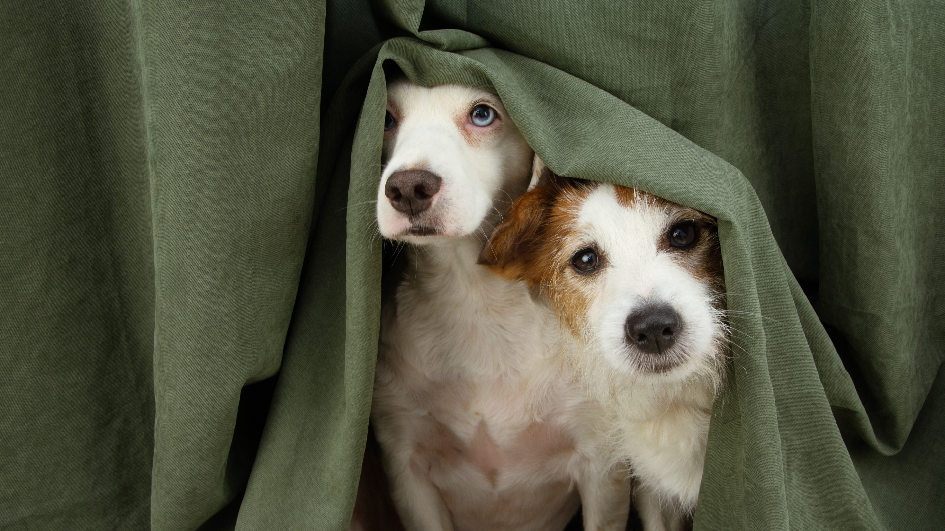 Pet Anxiety in Dogs and Cats