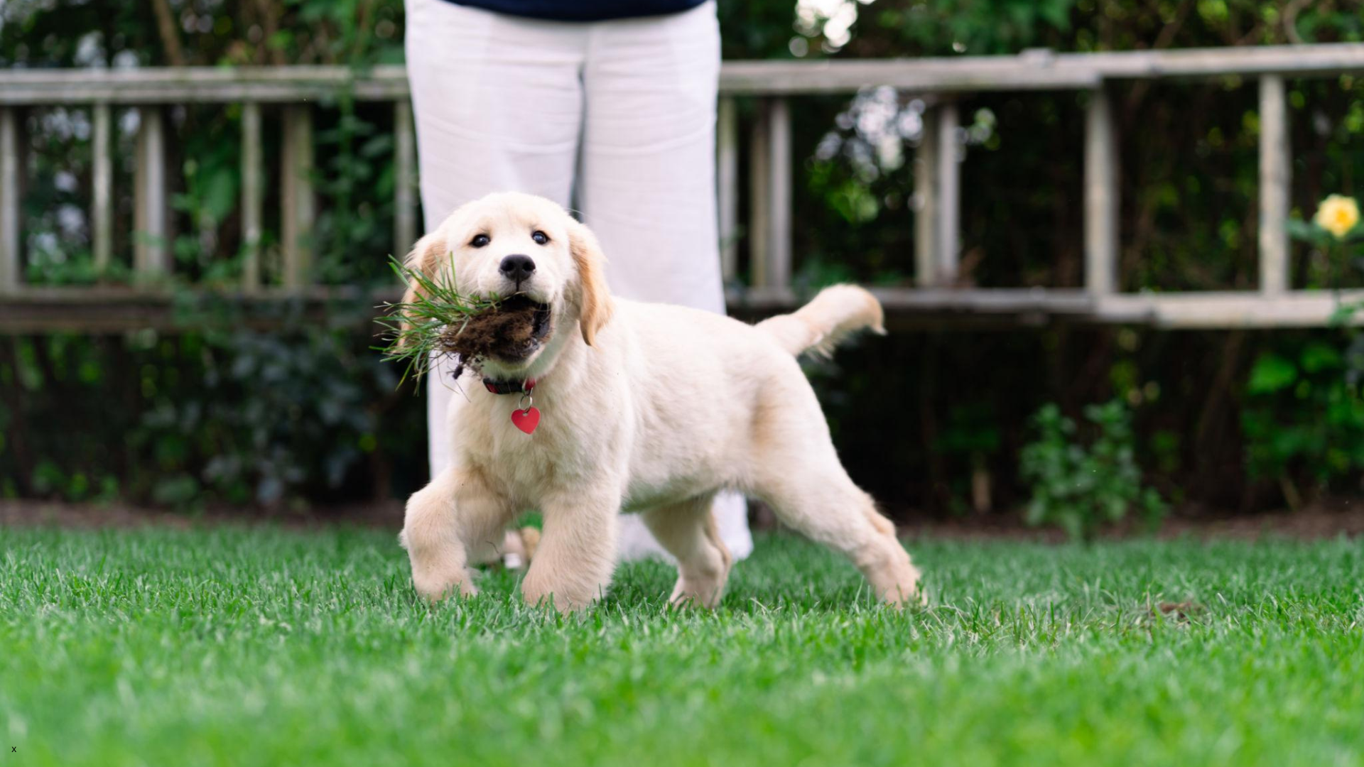 Dog eating grass in the yard — The Pet Clinic, Salem Oregon
