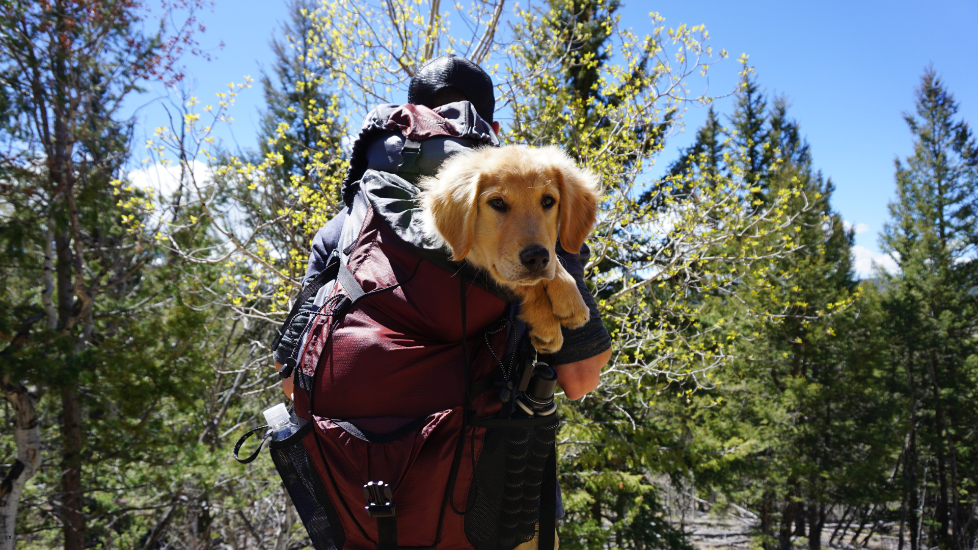 pet friendly activities in Salem