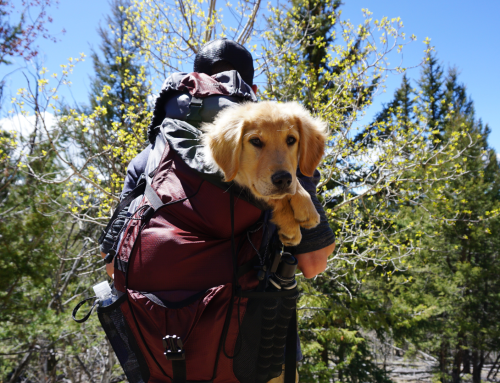Exploring Salem This December: Pet-Friendly Activities for You and Your Furry Friend
