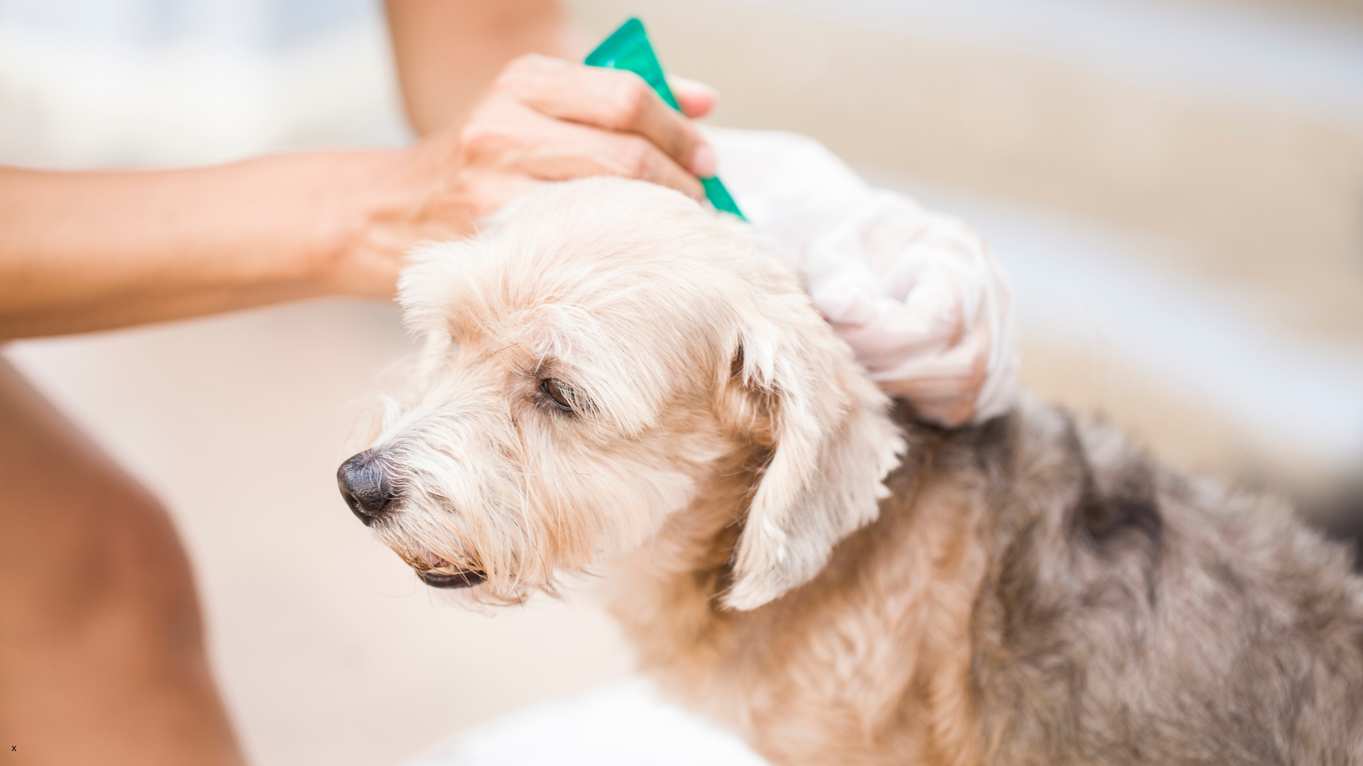 Flea prevention