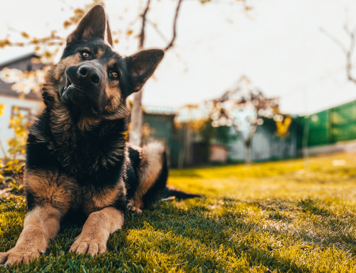 Why Microchipping Matters: How to Keep Your Pet Safe and Reunited