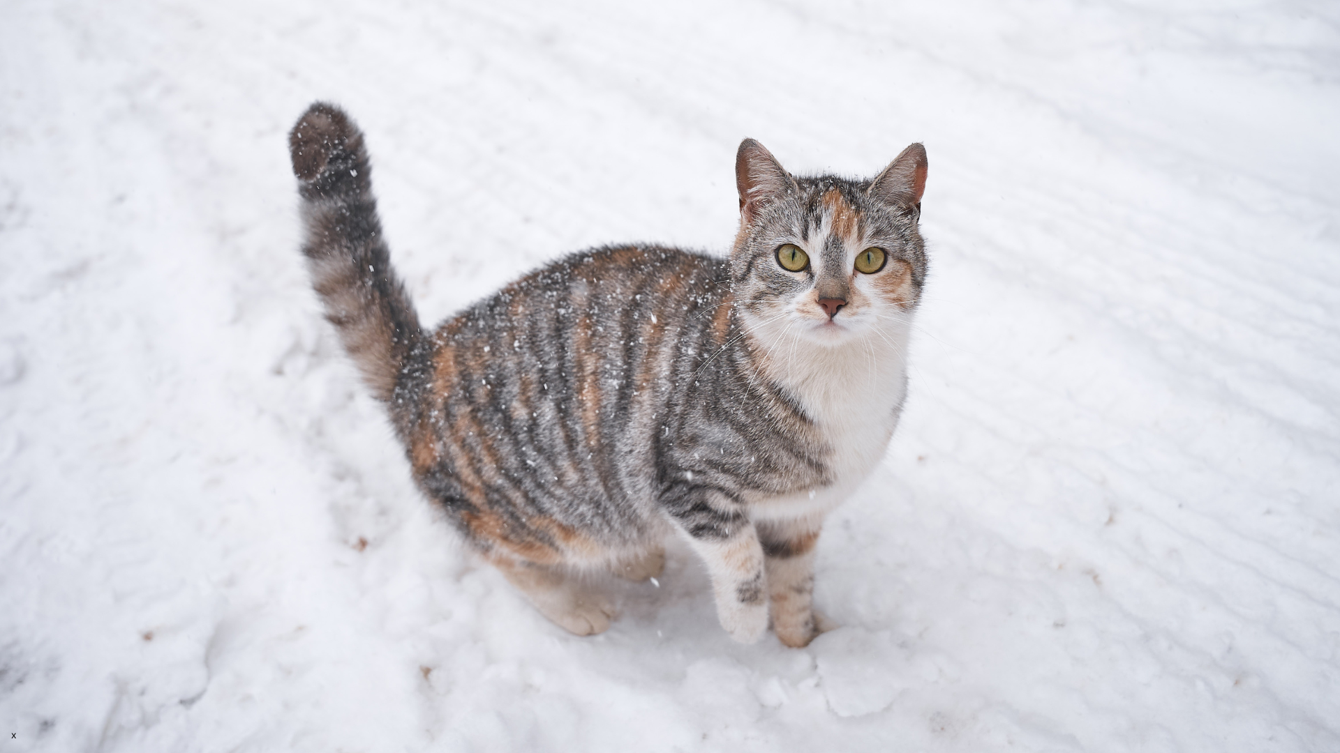 Dog with joint pain slowing down in cold weather — The Pet Clinic, Salem Oregon