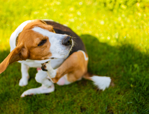 Does Your Pet Have Allergies? Signs It’s Time to See the Vet
