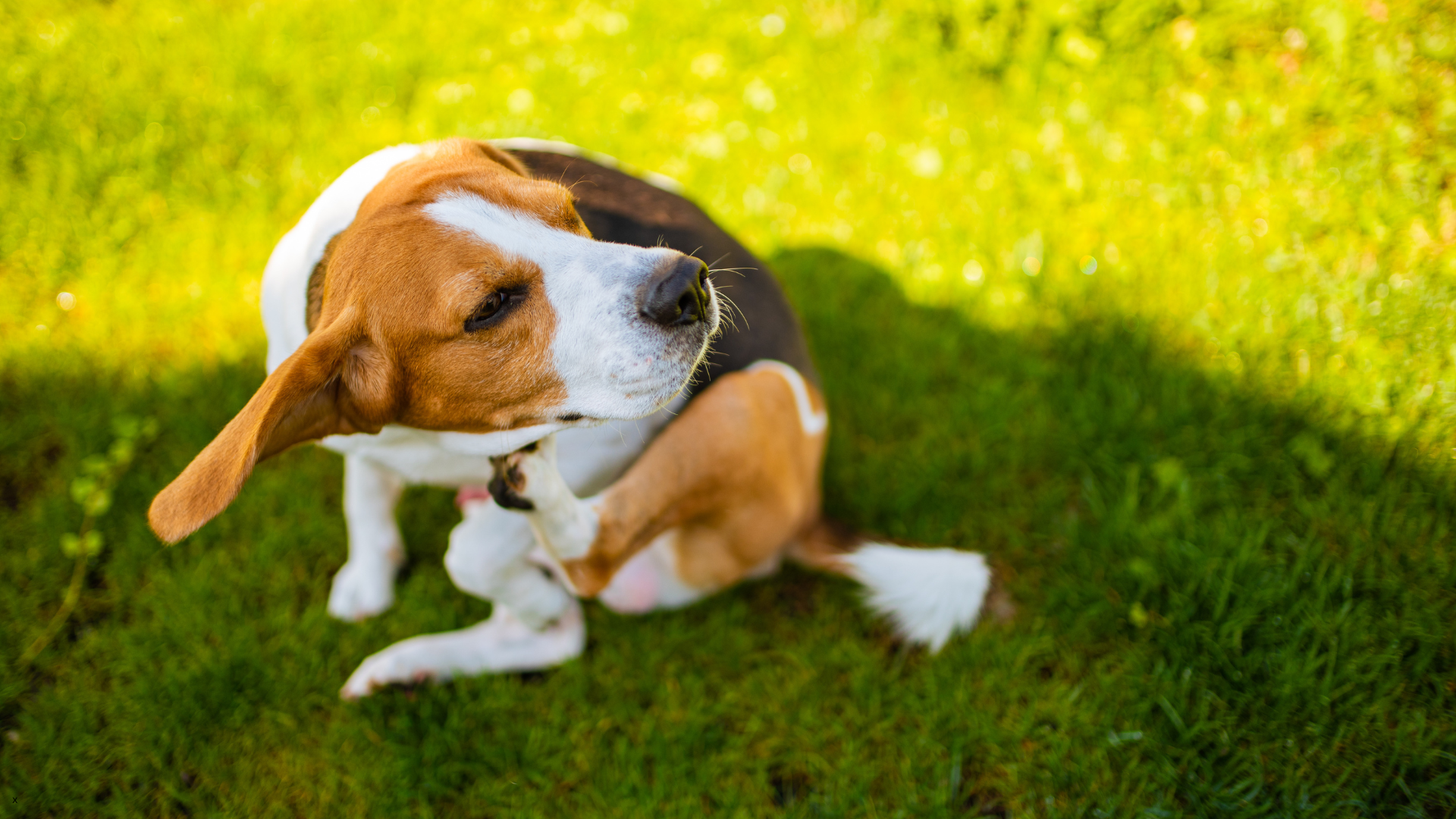 pet allergies