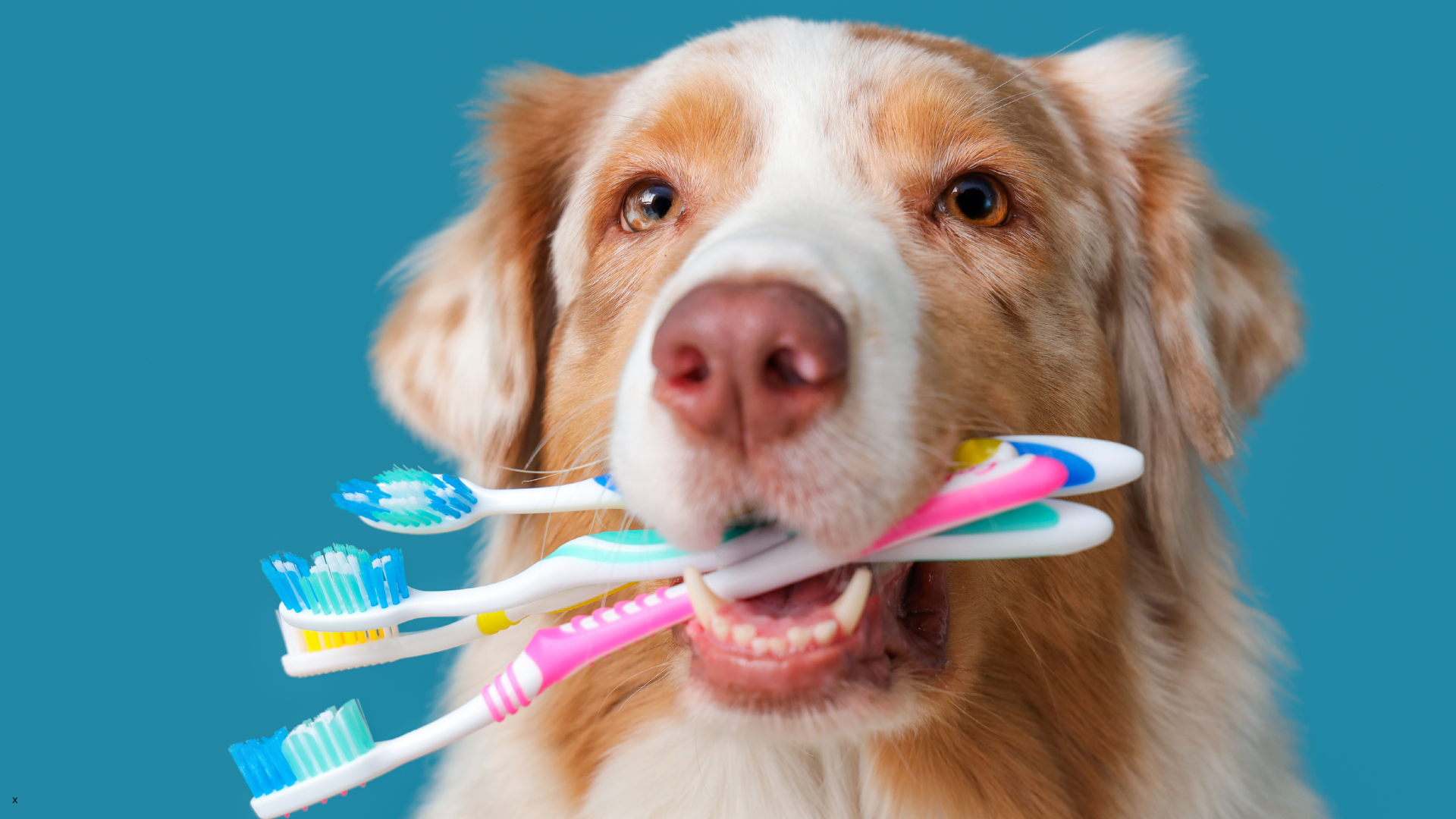 Veterinarian examining a pet's teeth at The Pet Clinic, Salem Oregon