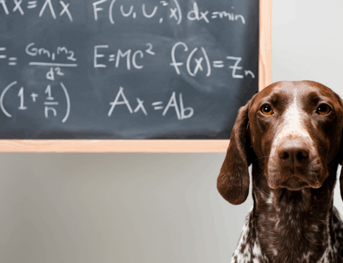 Dog Mental Enrichment Ideas for Rainy Days