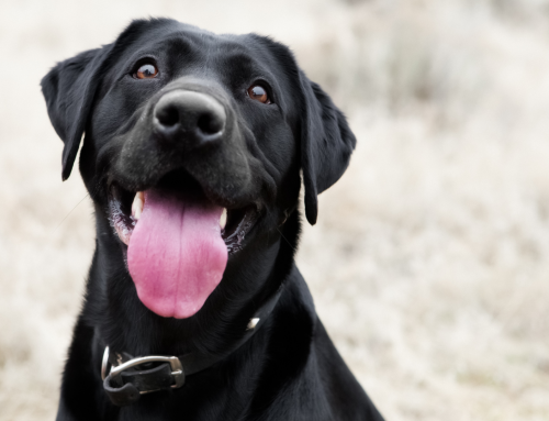 Unlocking the Power of Shockwave Therapy for Dogs