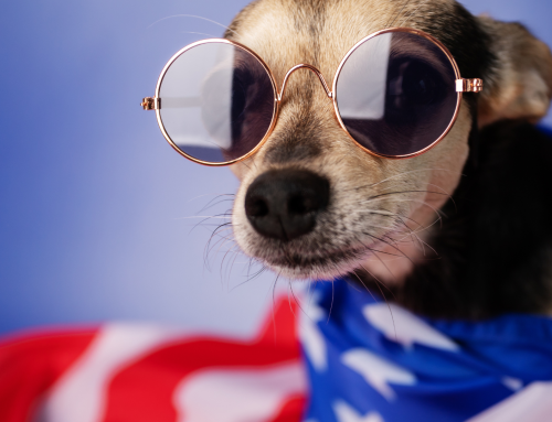 Fireworks & Pets: How to Keep Your Pet Calm This July