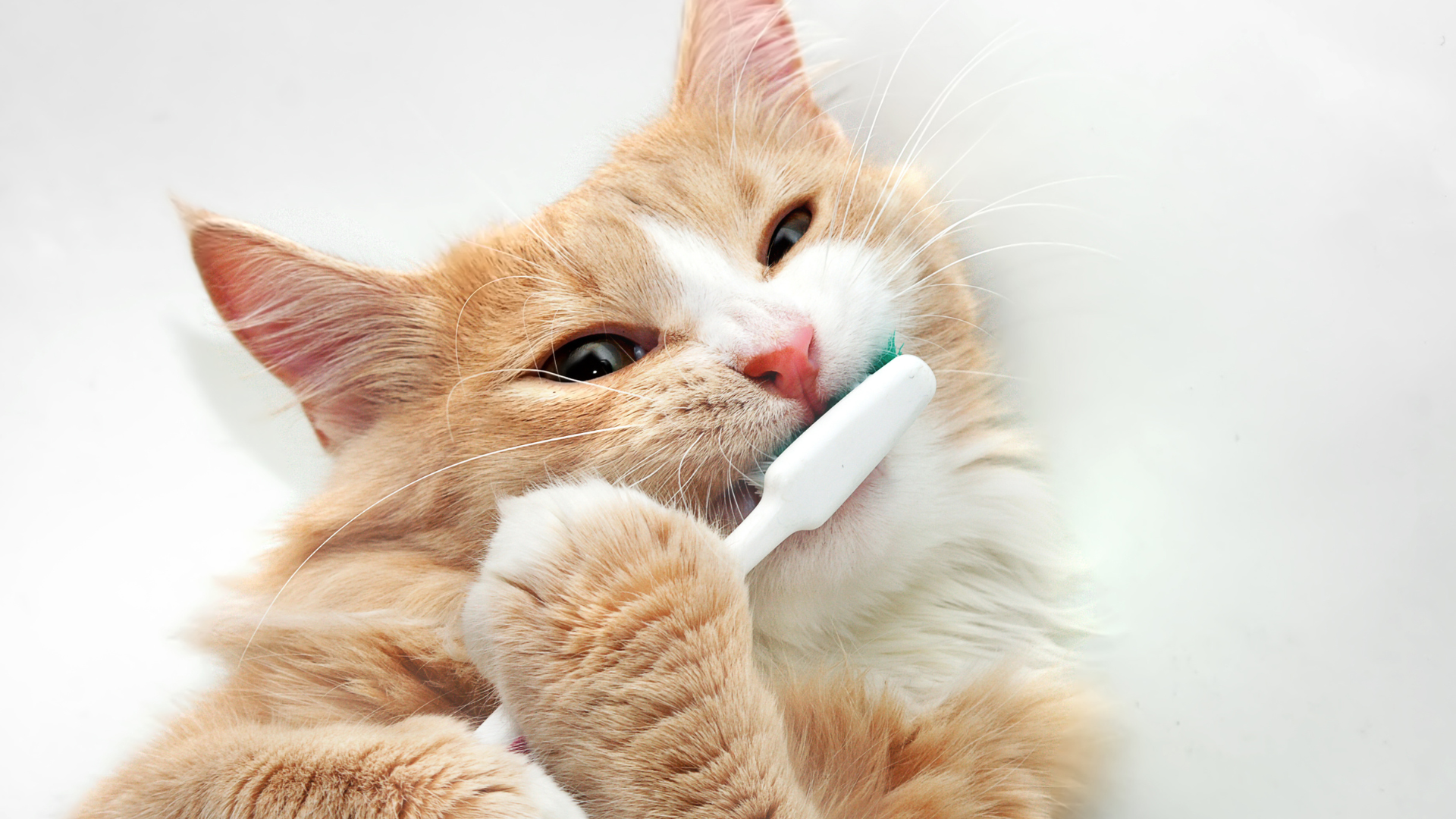 dental