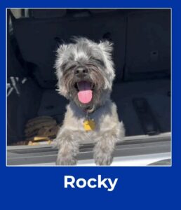 Rocky, February 2026 Pet of the Month winner at The Pet Clinic