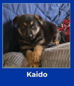 Kaido, March 2026 Pet of the Month winner at The Pet Clinic