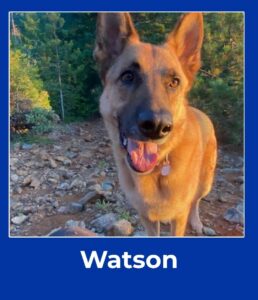 Watson, May 2026 Pet of the Month winner at The Pet Clinic