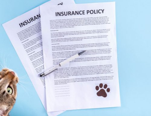 Do I Really Need Pet Insurance? A Vet’s Honest Take