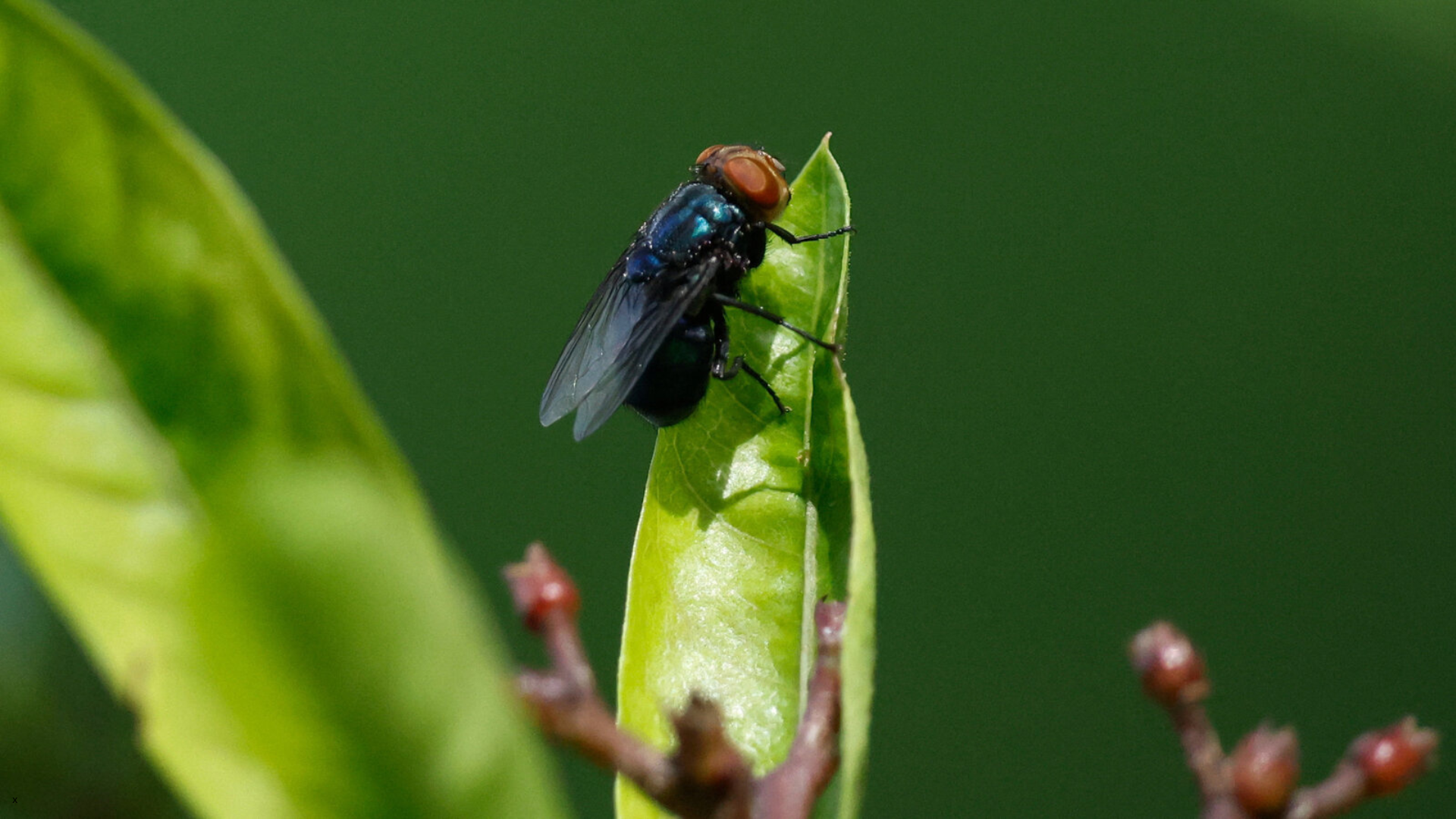 Screwworm fly on a leaf at The Pet Clinic in Salem, Oregon