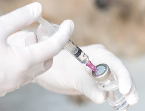 Vaccines—Your Pet’s Best Shot for Lifelong Health