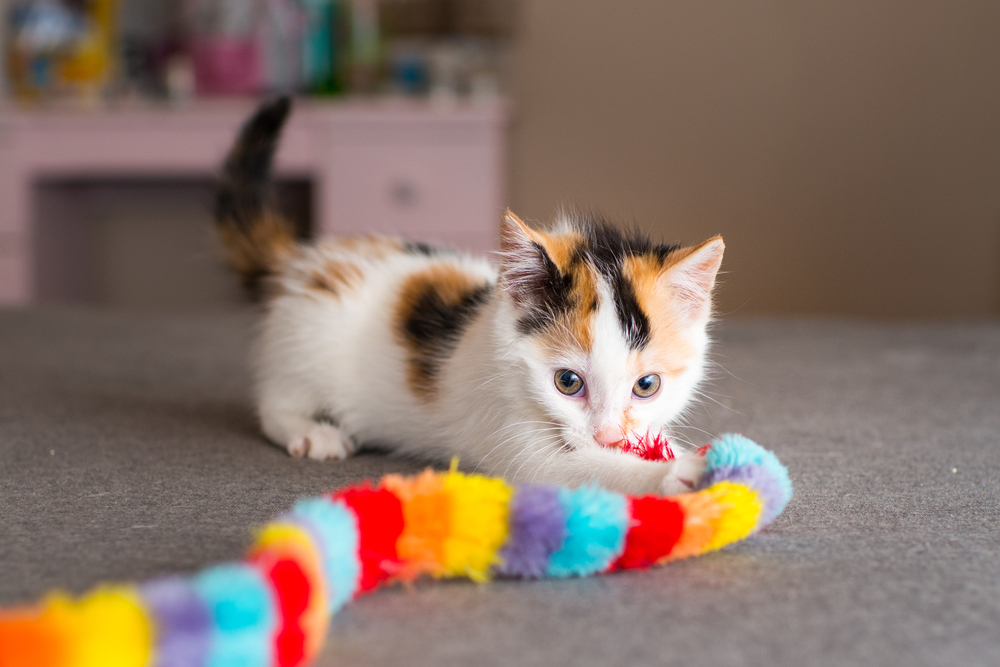 kitten care