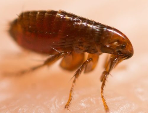 The Controlling Nature of A Flea